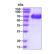 SDS-PAGE gel of recombinant human EphB1 protein under reducing conditions stained with Coomassie blue
