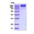 SDS-PAGE of recombinant human ErbB4 Her4 protein 3 μg under reducing conditions with Coomassie blue stain