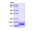 SDS-PAGE gel of recombinant human CD9 protein 3µg under reducing conditions stained with Coomassie blue