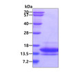 SDS-PAGE gel showing recombinant human CCL2 MCP-1 protein 3μg under reducing conditions Coomassie blue stain