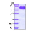 SDS-PAGE of recombinant human CD14 protein under reducing conditions Coomassie blue stain