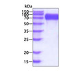SDS-PAGE of recombinant human B7-H6 protein 3µg under reducing conditions Coomassie blue stain