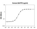 Human BAFF R TNFRSF13C protein binding assay showing ED50 ≤0.7 μg ml