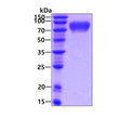SDS-PAGE gel of recombinant human FLRT3 protein 3µg under reducing conditions stained with Coomassie blue