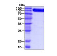 SDS-PAGE gel of recombinant human TrkB protein 3μg stained with Coomassie blue