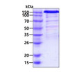 SDS-PAGE gel of recombinant mouse VEGFR1 Flt-1 protein under reducing conditions