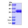 SDS-PAGE of recombinant human Fc gamma RIIA CD32a R167 protein under reducing conditions