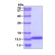 SDS-PAGE gel showing recombinant human BIGH3 TGFBI protein 3µg under reducing conditions