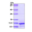SDS-PAGE gel of recombinant human BMP-4 monomer protein under reducing conditions Coomassie blue stain