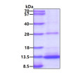 SDS-PAGE gel of recombinant human BMP-2 monomer protein under reducing conditions Coomassie stain