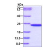 SDS-PAGE gel of recombinant human Biliverdin Reductase B BLVRB protein 3µg reducing conditions Coomassie stain