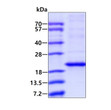 SDS-PAGE gel of recombinant human CRYAA protein 3µg reducing conditions Coomassie blue stain