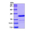 SDS-PAGE of recombinant mouse Crystallin alpha B protein under reducing conditions