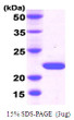 SDS-PAGE gel of recombinant human Desert Hedgehog Dhh N-terminus protein under reducing conditions