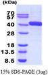 SDS-PAGE gel showing recombinant E.coli DnaJ protein 3μg under reducing conditions Coomassie blue stain
