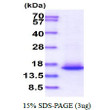 SDS-PAGE gel showing recombinant human Elongin B protein 3μg under reducing conditions with Coomassie blue stain
