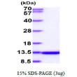 SDS-PAGE gel of recombinant human FABP6 protein under reducing conditions with Coomassie blue stain