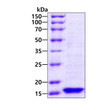 SDS-PAGE gel of recombinant human FuR protein under reducing conditions stained with Coomassie blue
