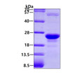 SDS-PAGE gel of recombinant human Glyoxalase I protein under reducing conditions Coomassie blue stain