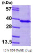SDS-PAGE of recombinant human GNMT protein 3 μg reducing conditions Coomassie stain