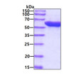 SDS-PAGE gel of recombinant E. coli GroEL protein 3 µg under reducing conditions Coomassie blue stain