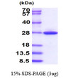 Recombinant mouse GSTM1 protein SDS-PAGE gel under reducing conditions Coomassie blue stain