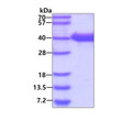 SDS-PAGE gel showing 3µg recombinant human HIF-1 alpha protein under reducing conditions Coomassie blue stain
