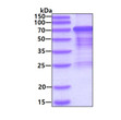 SDS-PAGE gel of recombinant human HSF1 protein 3μg under reducing conditions Coomassie stain