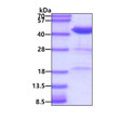 SDS-PAGE gel of recombinant human HSP40 DNAJB1 protein under reducing conditions stained with Coomassie blue