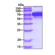 SDS-PAGE gel showing recombinant human GRP75 HSPA9B protein under reducing conditions Coomassie blue stain