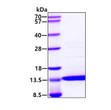 SDS-PAGE gel of recombinant human IL-2 C145S protein under reducing conditions Coomassie stain