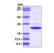 SDS-PAGE gel of recombinant mouse IL-1 beta protein under reducing conditions stained with Coomassie blue