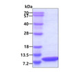 SDS-PAGE gel of recombinant human IL-8 CXCL8 protein 3 µg Coomassie blue stain