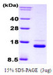 SDS-PAGE of recombinant human IRF1 protein under reducing conditions stained with Coomassie blue