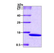 SDS-PAGE gel of recombinant human IRF2 protein 3 μg under reducing conditions Coomassie blue stain
