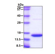 SDS-PAGE gel of recombinant human MIF protein 3 μg under reducing conditions Coomassie blue stain