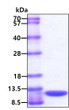 SDS-PAGE gel of recombinant human MIF protein 3 μg under reducing conditions with Coomassie blue stain