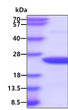 SDS-PAGE gel of recombinant human MYL2 protein under reducing conditions stained with Coomassie blue