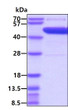 SDS-PAGE gel of recombinant human PP2C alpha PPM1A protein under reducing conditions