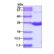 Recombinant human PRDX1 protein SDS-PAGE under reducing conditions Coomassie stain