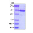 SDS-PAGE gel of recombinant human PTP1B protein 3µg under reducing conditions stained with Coomassie blue