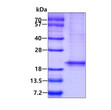 SDS-PAGE gel of recombinant human RheB protein 3µg under reducing conditions Coomassie blue stain