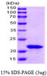 SDS-PAGE gel of recombinant E.coli SlyD protein 3µg under reducing conditions Coomassie blue stain