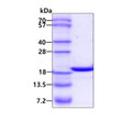 SDS-PAGE gel of recombinant human alpha-synuclein protein under reducing conditions Coomassie blue stain