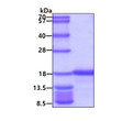SDS-PAGE gel of recombinant human alpha-synuclein A30P A53T protein under reducing conditions