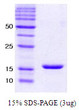 SDS-PAGE gel of recombinant human alpha-Synuclein E46K protein under reducing conditions