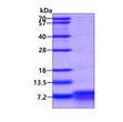 SDS-PAGE gel of recombinant human alpha-Synuclein 1-95aa protein under reducing conditions Coomassie stain