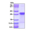 Recombinant human SNAP25 protein SDS-PAGE gel under reducing conditions stained with Coomassie blue