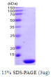 SDS-PAGE gel of recombinant human Thioredoxin-2 protein 3μg under reducing conditions with Coomassie blue stain