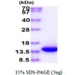 SDS-PAGE gel showing recombinant human VAMP-1 protein 3µg under reducing conditions Coomassie blue stain